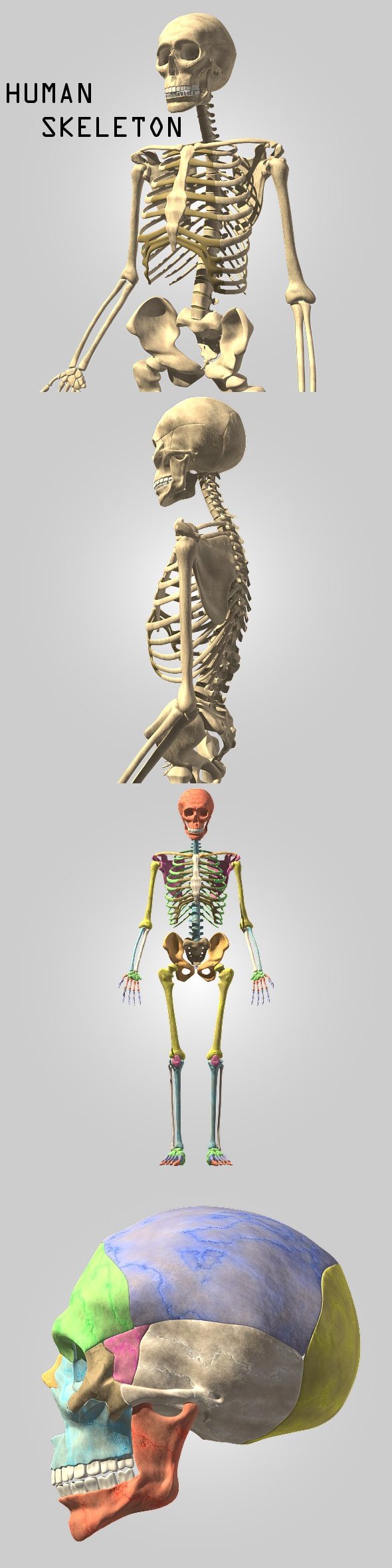 Human skeleton - 3DOcean Item for Sale