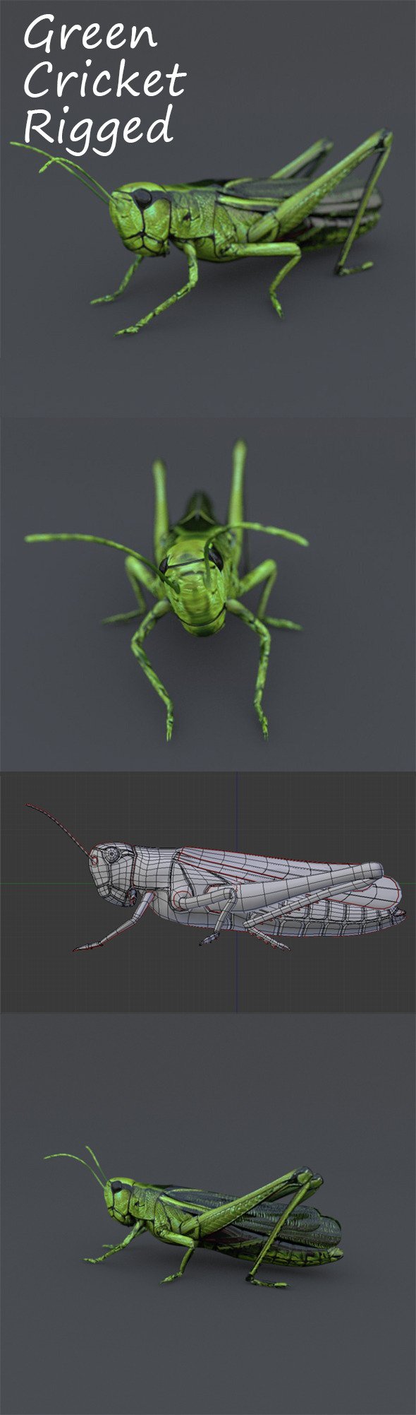 Green Cricket - 3DOcean Item for Sale