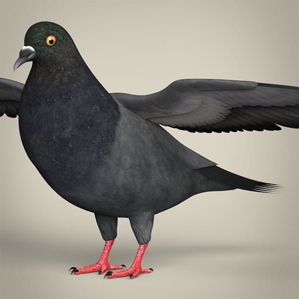 Realistic Pigeon Bird - 3DOcean Item for Sale