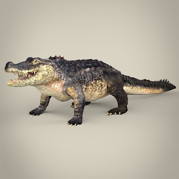 Realistic Crocodile - 3DOcean Item for Sale