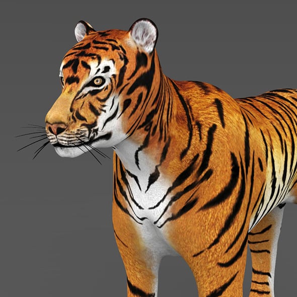 Realistic Tiger - 3DOcean Item for Sale