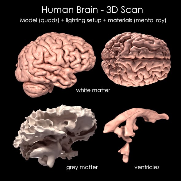 Human Brain 3D Scan Model - 3DOcean Item for Sale
