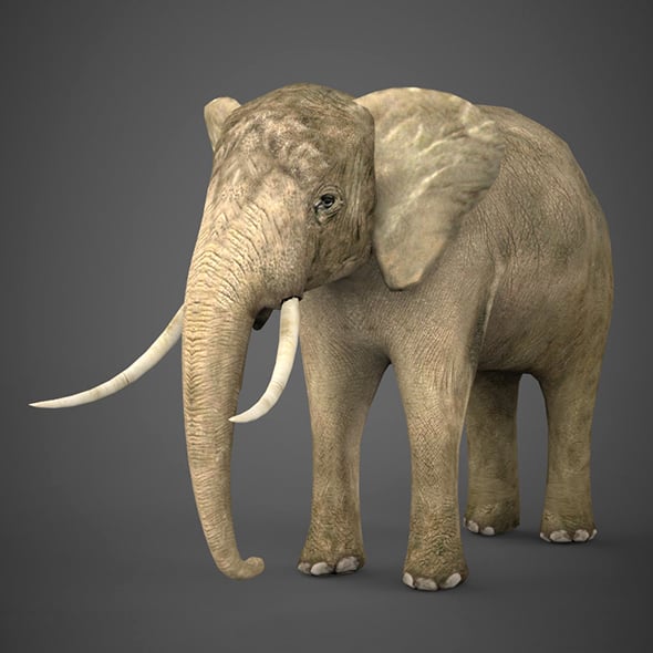 Low Poly Realistic Elephant - 3DOcean Item for Sale