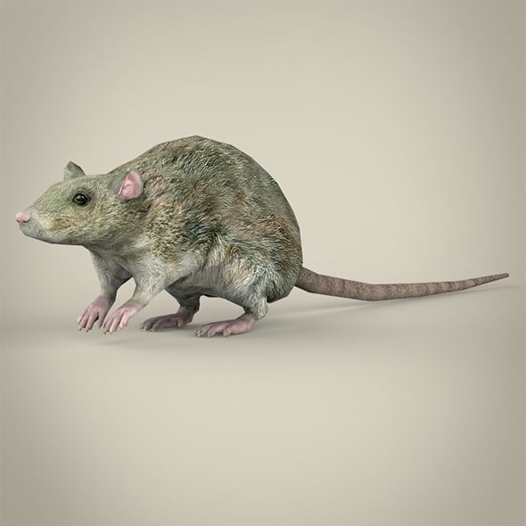 Low Poly Rat - 3DOcean Item for Sale
