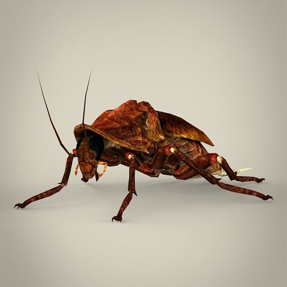 Fantasy Cockroach - 3DOcean Item for Sale