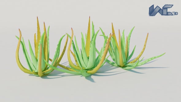 Aloe Vera - 3DOcean Item for Sale