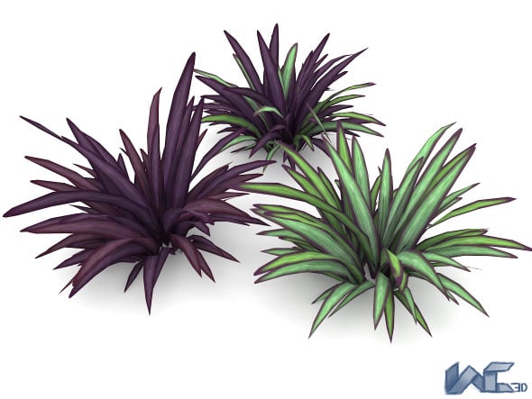 Babiana Plant - 3DOcean Item for Sale