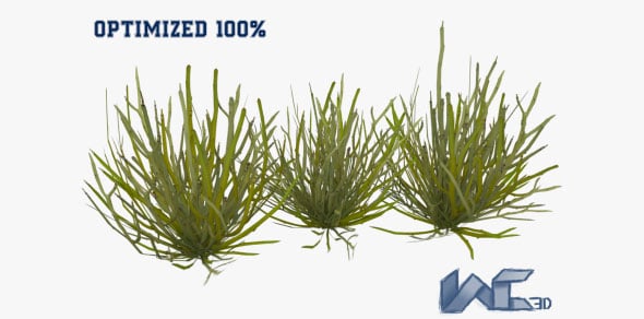 Euphorbia Larica - 3DOcean Item for Sale