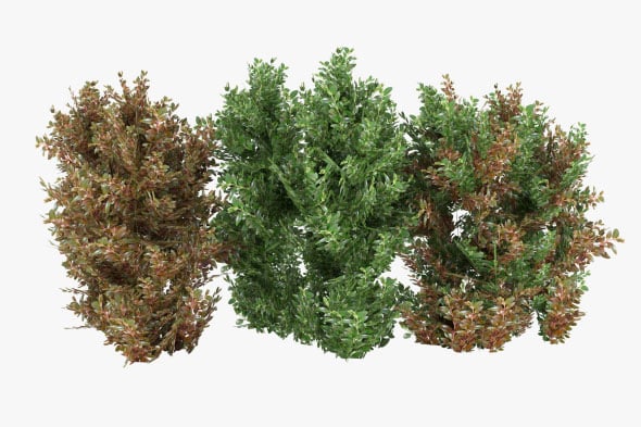Alternanthera Shrubs - 3DOcean Item for Sale