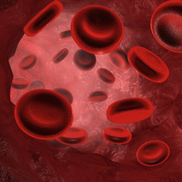 Red Blood cells - 3DOcean Item for Sale