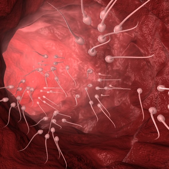 Sperm cells - 3DOcean Item for Sale