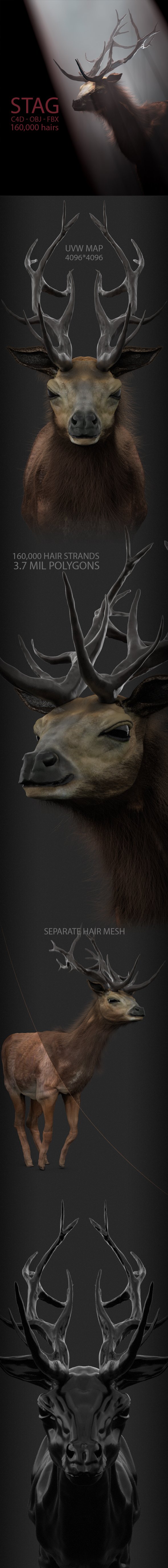 Stag With Hair 3D Model - 3DOcean Item for Sale