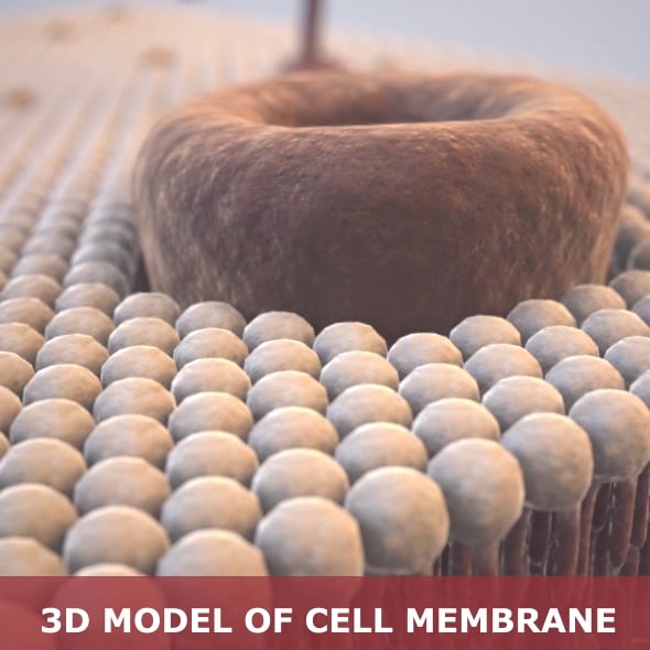 Cell membrane - 3DOcean Item for Sale
