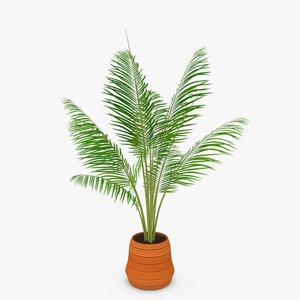 Palm Tree - 3DOcean Item for Sale