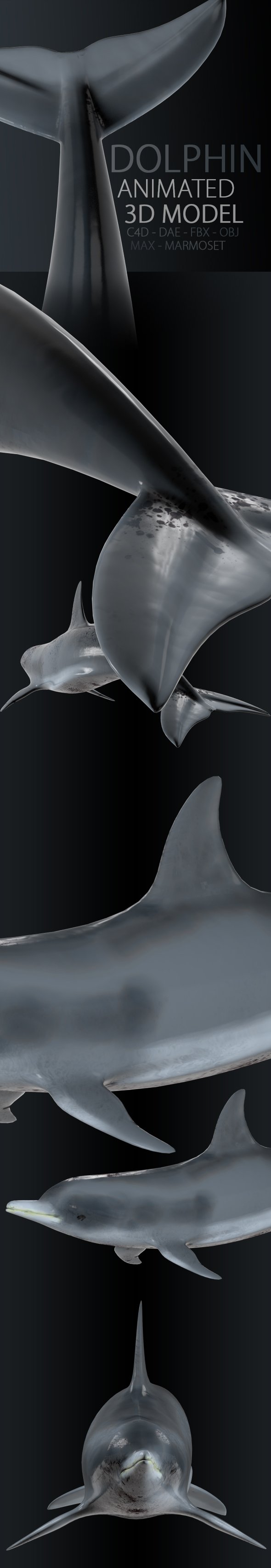 Animated Dolphin - 3DOcean Item for Sale