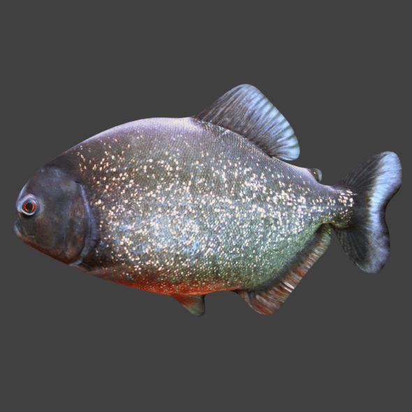 Piranha - 3DOcean Item for Sale