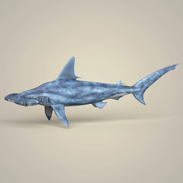 Realistic Hammerhead Shark - 3DOcean Item for Sale