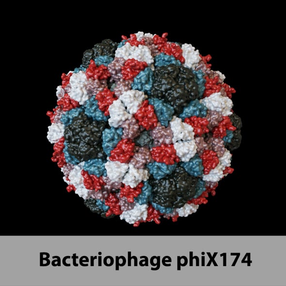 Bacteriophage phiX174 - 3DOcean Item for Sale