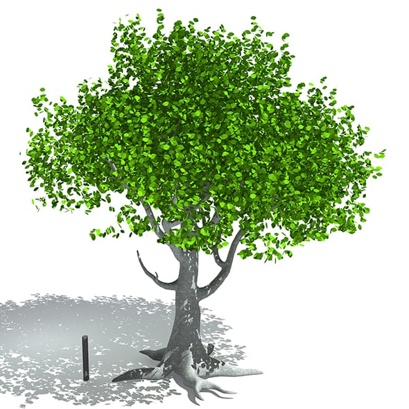 Tree - 3DOcean Item for Sale