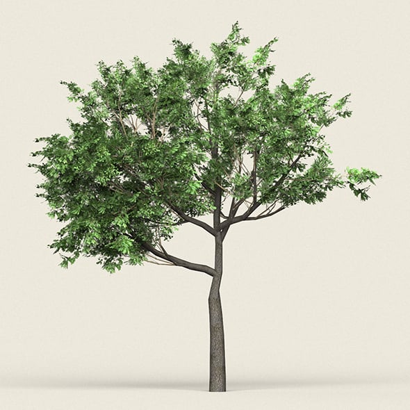 Game Ready Forest Tree 02 - 3DOcean Item for Sale