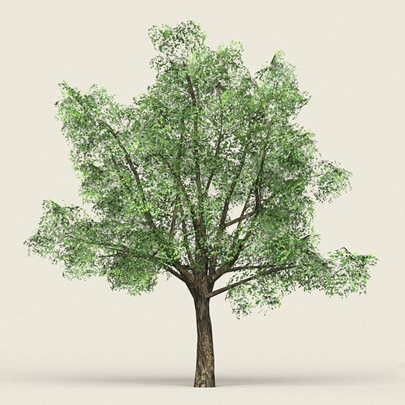 Game Ready Forest Tree 06 - 3DOcean Item for Sale
