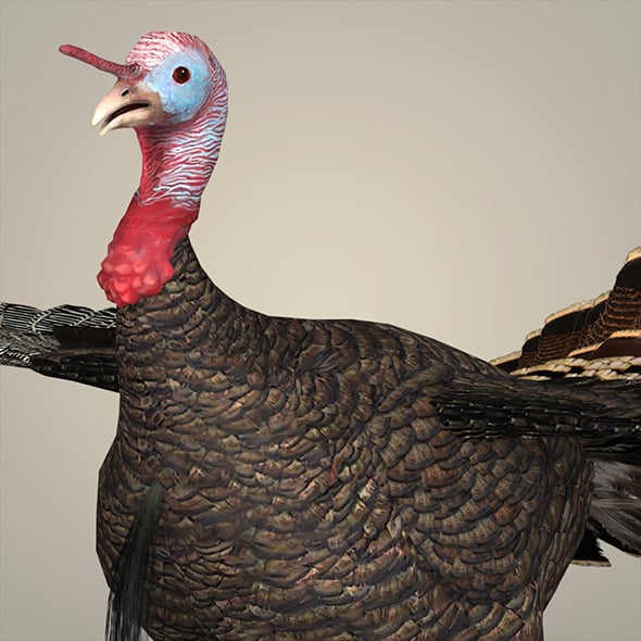 Realistic Turkey Bird - 3DOcean Item for Sale