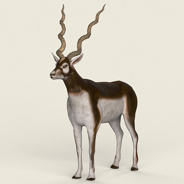 Low Poly Realistic Antelope - 3DOcean Item for Sale