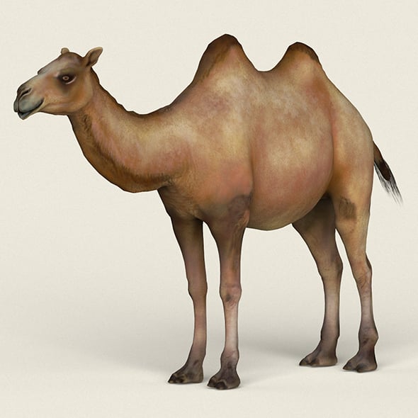 Low poly Realistic Camel - 3DOcean Item for Sale