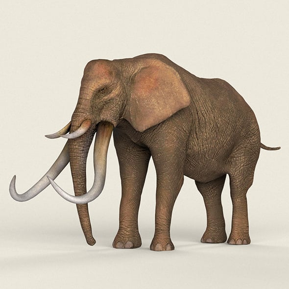 Low poly Realistic Elephant - 3DOcean Item for Sale