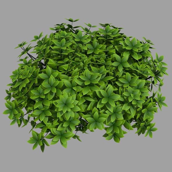 Bush - 3DOcean Item for Sale