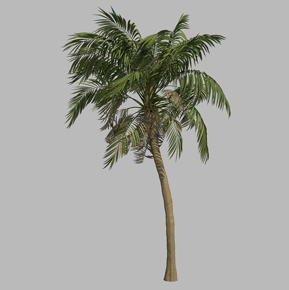 Palm Tree - 3DOcean Item for Sale