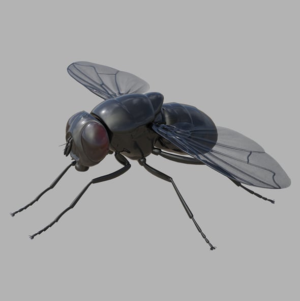 Fly - 3DOcean Item for Sale