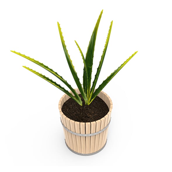 Houseplants - 3DOcean Item for Sale