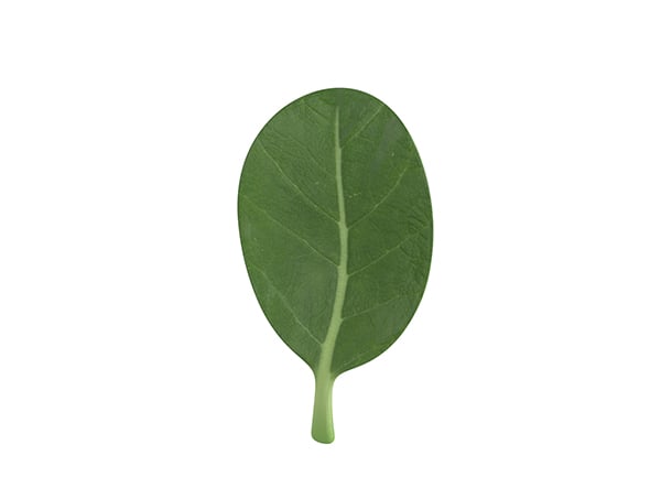 Spinach - 3DOcean Item for Sale