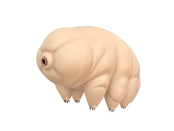 Tardigrade - 3DOcean Item for Sale