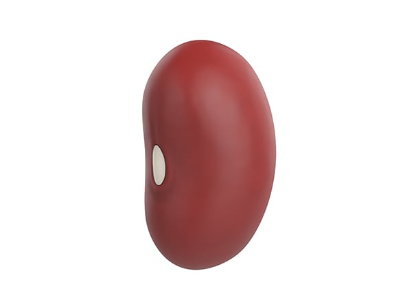 Red Kidney Bean - 3DOcean Item for Sale
