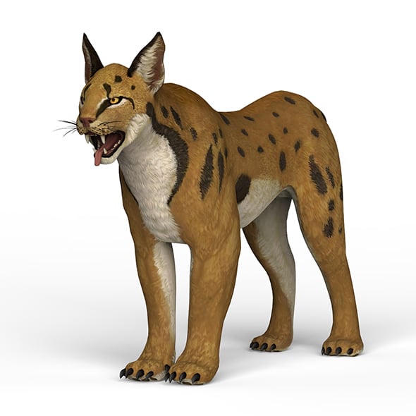 Game Ready Lynx - 3DOcean Item for Sale
