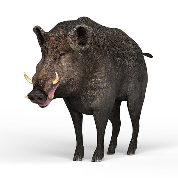 Wild Boar - 3DOcean Item for Sale