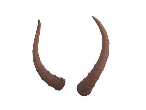 Antelope Horn - 3DOcean Item for Sale
