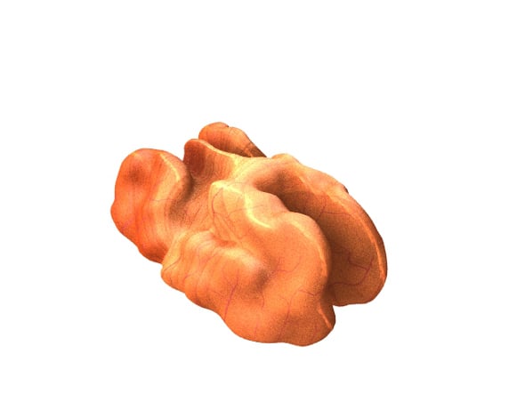 Walnut - 3DOcean Item for Sale