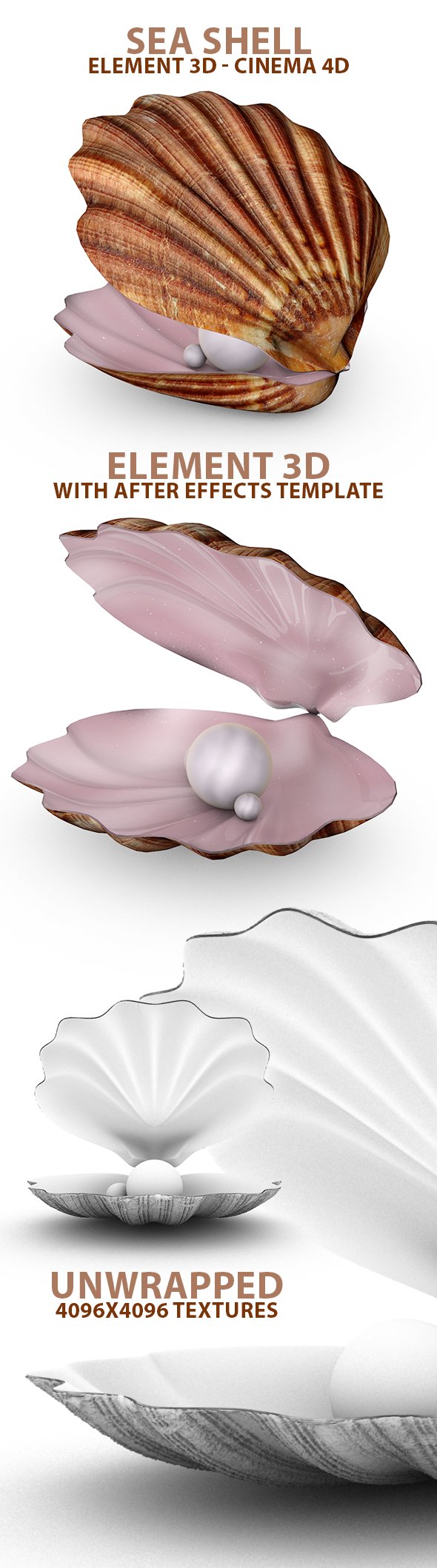 Sea Shell for Element 3D & Cinema 4D - 3DOcean Item for Sale