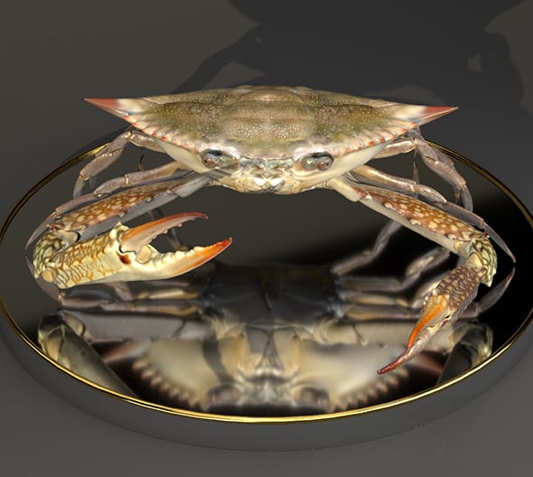 the crab - 3DOcean Item for Sale