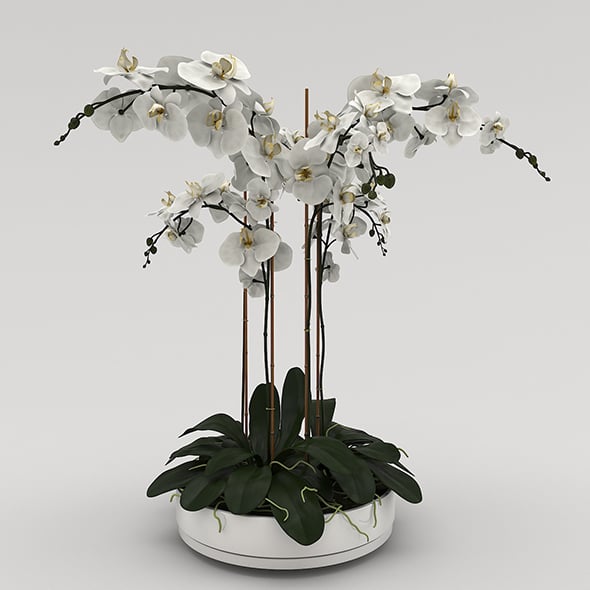 Orchid Flower - 3DOcean Item for Sale