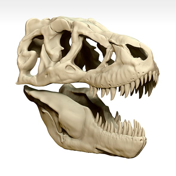Tarbosaurus Skull Sculpt Project - 3DOcean Item for Sale