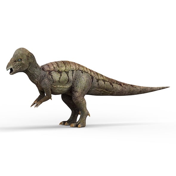 Pachycephalosaurus Dinosaur - 3DOcean Item for Sale
