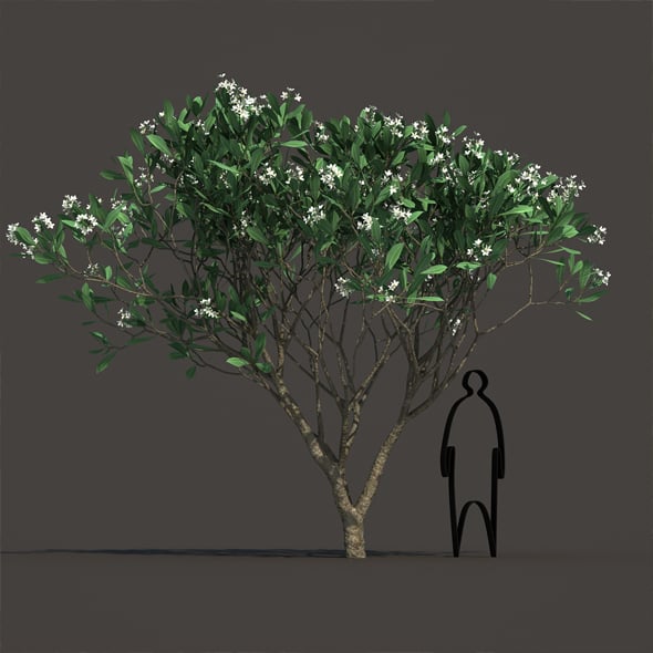 Frangipani - 3DOcean Item for Sale