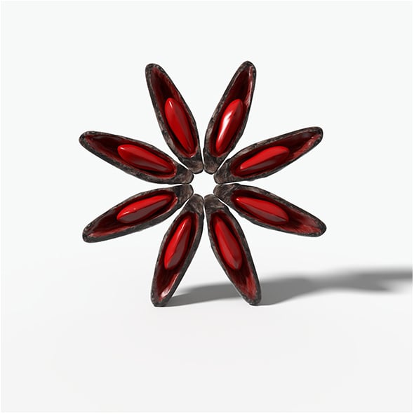 Anise - 3DOcean Item for Sale