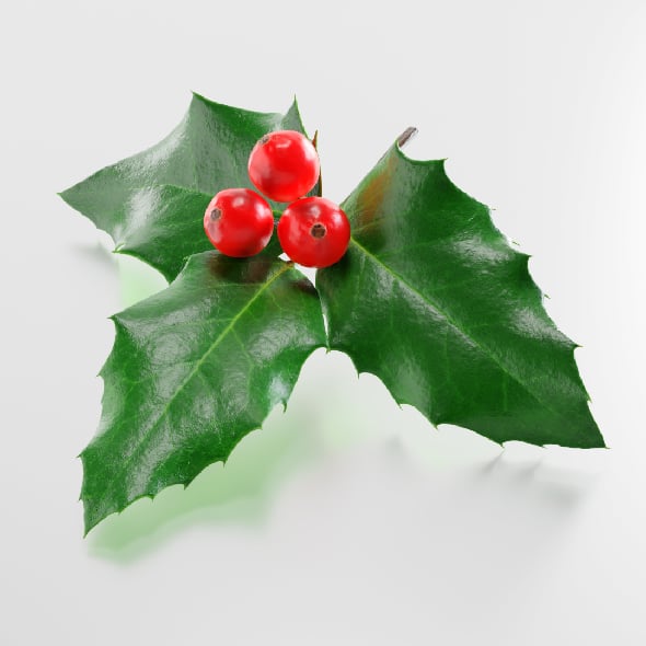 holly branch - 3DOcean Item for Sale