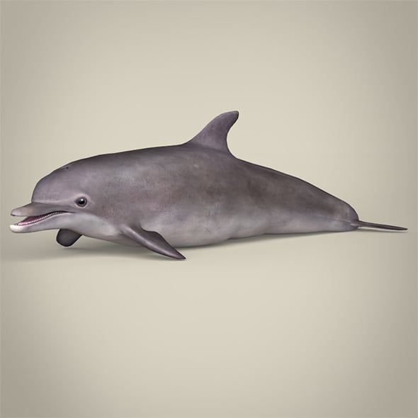 Low Poly Dolphin - 3DOcean Item for Sale