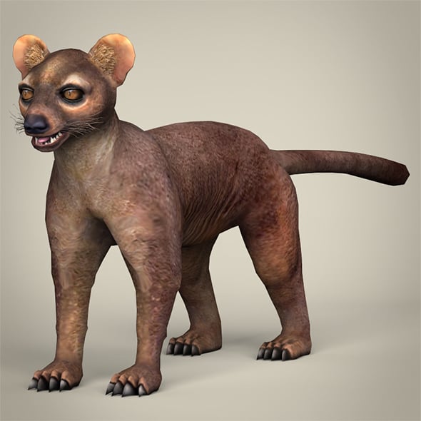 Low Poly Fossa - 3DOcean Item for Sale